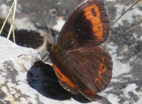 Erebia sp.